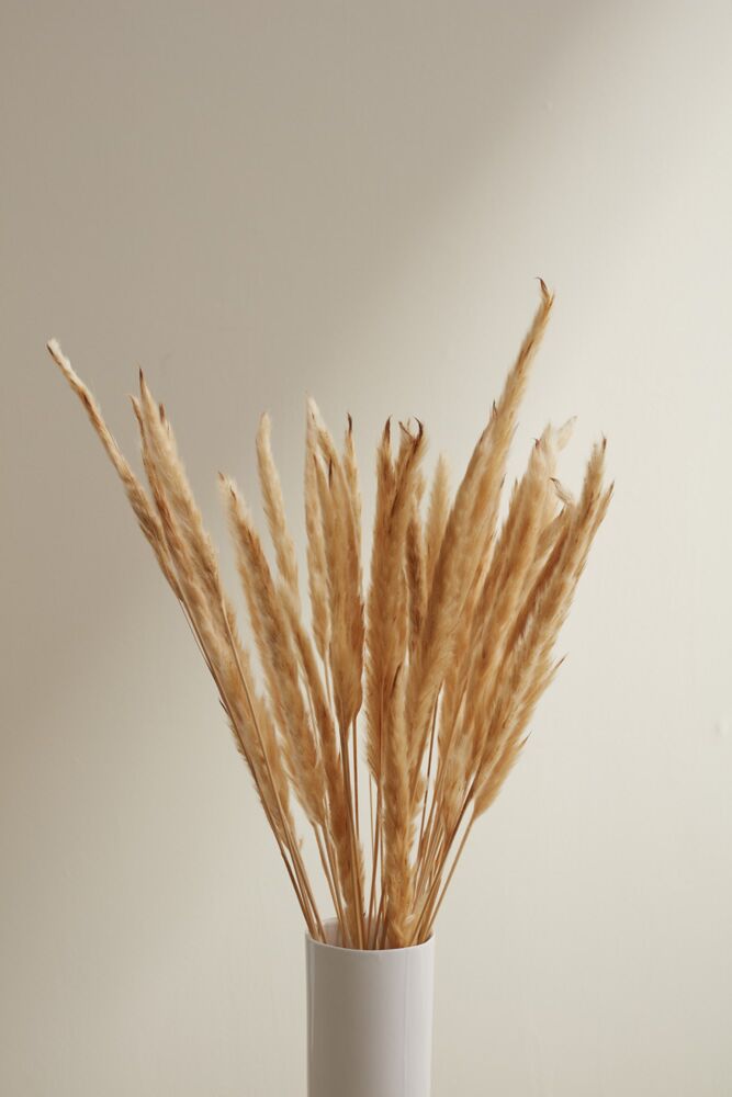 Slim Dried Pampas Grass (Set of 6)